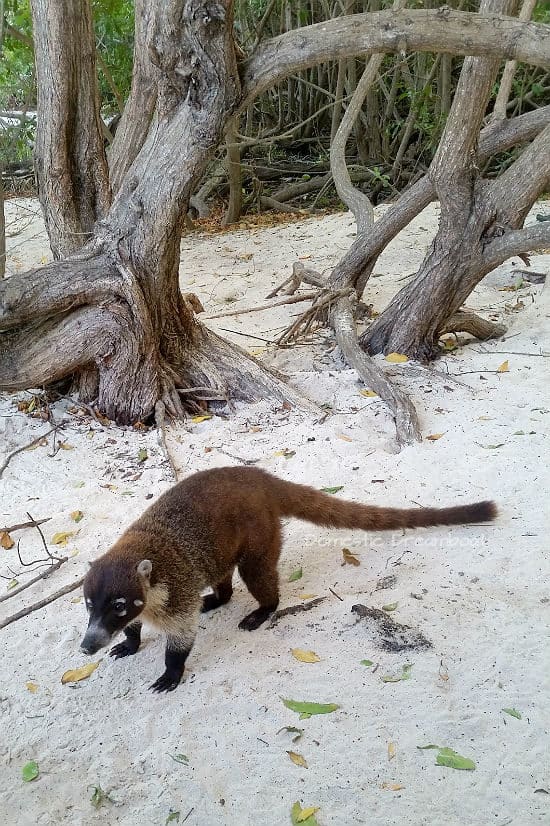 Coati on the sandy beach - Riviera Maya vacation
